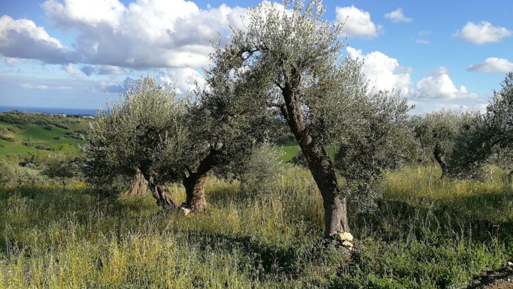 olijfgaard van il circolo